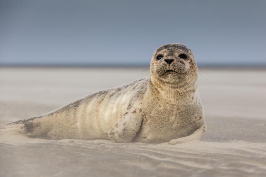 Paddle - Vue Mer - 100M Plage Berck Exteriér fotografie