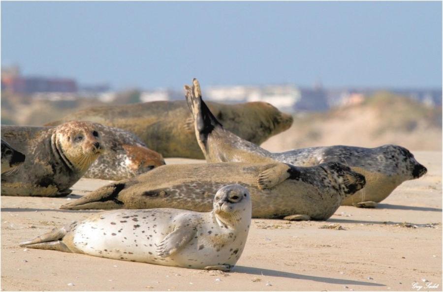 Paddle - Vue Mer - 100M Plage Berck Exteriér fotografie